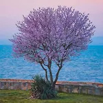 за гости West 3*